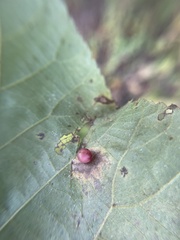 Caryomyia deflexipili