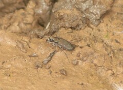 Cicindela duodecimguttata