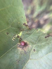 Caryomyia deflexipili