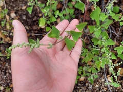 Chenopodium