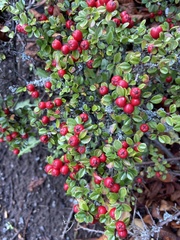 Cotoneaster