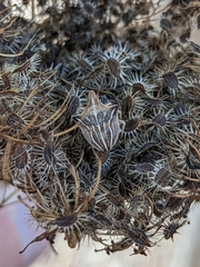 Ancyrosoma leucogrammes