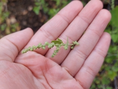 Chenopodium