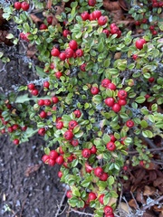 Cotoneaster