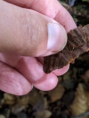 Hymenochaete rubiginosa