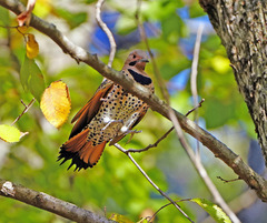 Colaptes auratus luteus