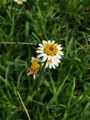 Tridax coronopifolia