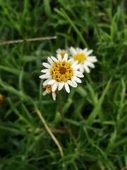 Tridax coronopifolia