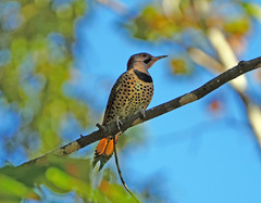 Colaptes auratus luteus