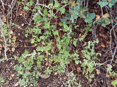 Chenopodium