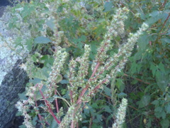 Amaranthus powellii