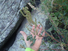 Amaranthus powellii