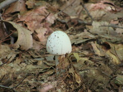 Amanita bisporigera