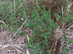 Halophytaceae