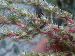 Amaranthus powellii