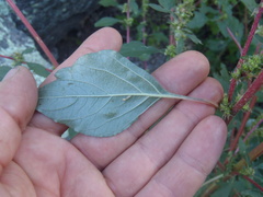 Amaranthus powellii