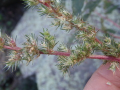 Amaranthus powellii