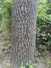 Carya texana