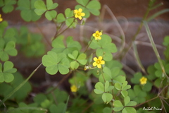 Oxalis corniculata