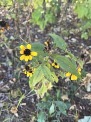 Rudbeckia triloba