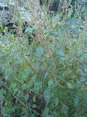 Amaranthus powellii