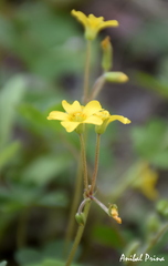 Oxalis corniculata