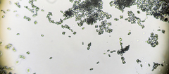 Verrucosporaceae