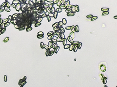 Verrucosporaceae