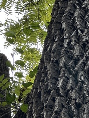 Carya texana