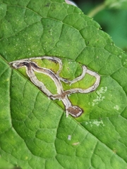 Phytomyza ilicis group