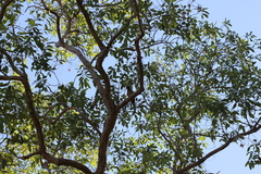 Platycercus venustus