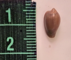 Hespererato scabriuscula