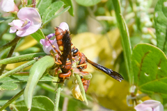 Cerceris bicornuta