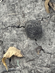 Carya texana