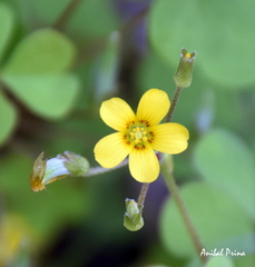 Oxalis corniculata