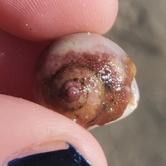 Neverita duplicata