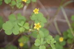 Oxalis corniculata