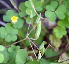 Oxalis corniculata