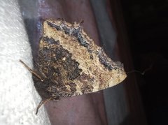 Nymphalis xanthomelas