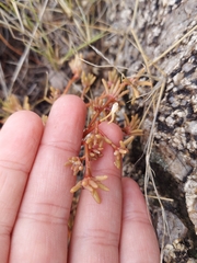 Portulaca halimoides