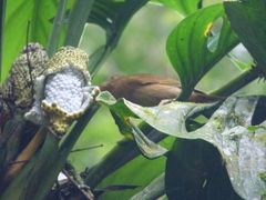 Tachyphonus coronatus