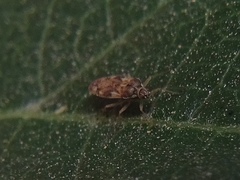 Monosteira unicostata