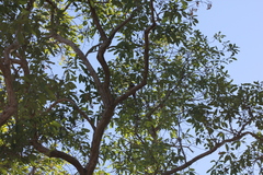 Platycercus venustus