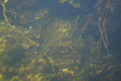 Micropterus floridanus