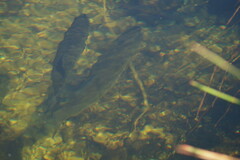 Micropterus floridanus