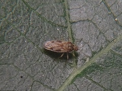 Monosteira unicostata