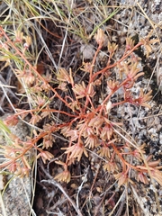 Portulaca halimoides