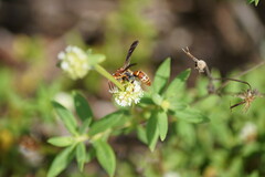 Polistes dorsalis dorsalis