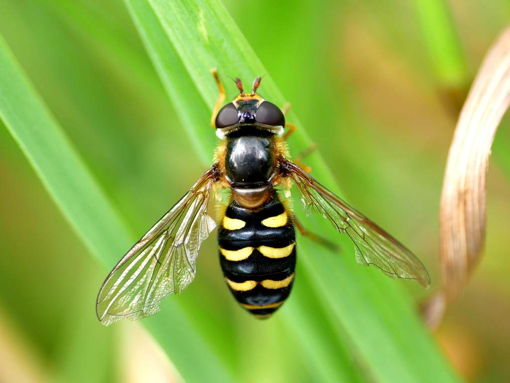 Eupeodes nitens