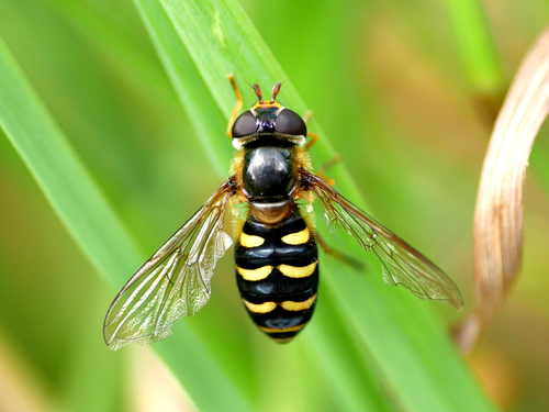 Eupeodes nitens